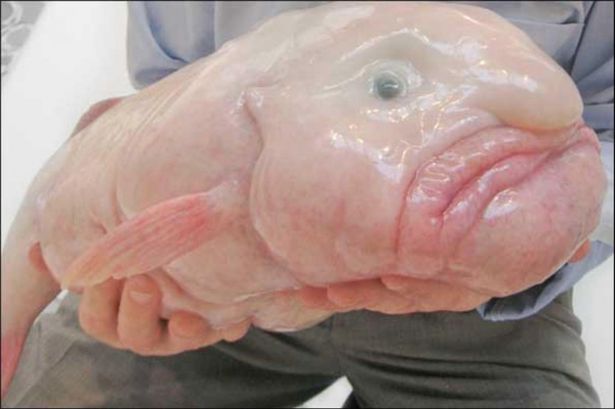 Blobfish : animal le plus moche