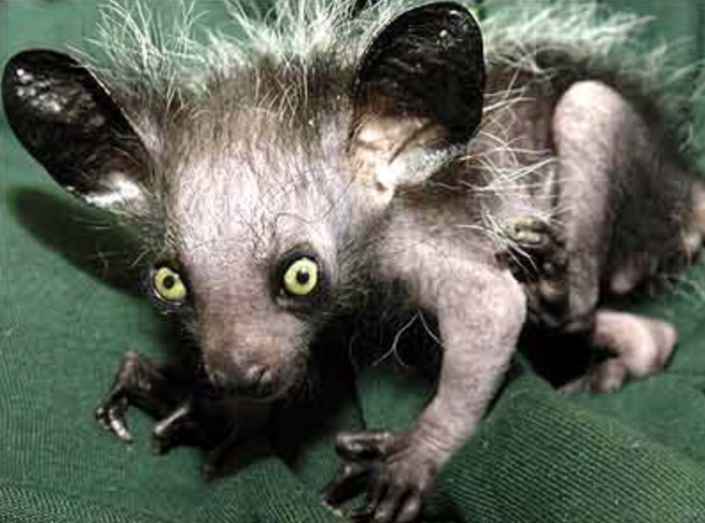 L Animal Le Plus Bete Du Monde