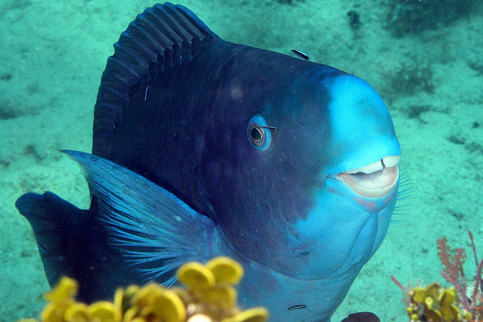 Poisson perroquet bleu 