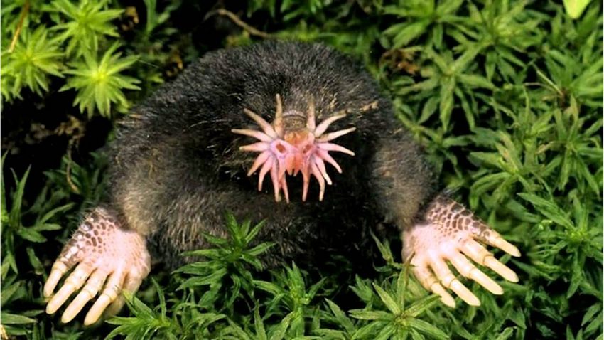 star-nosed-mole-p