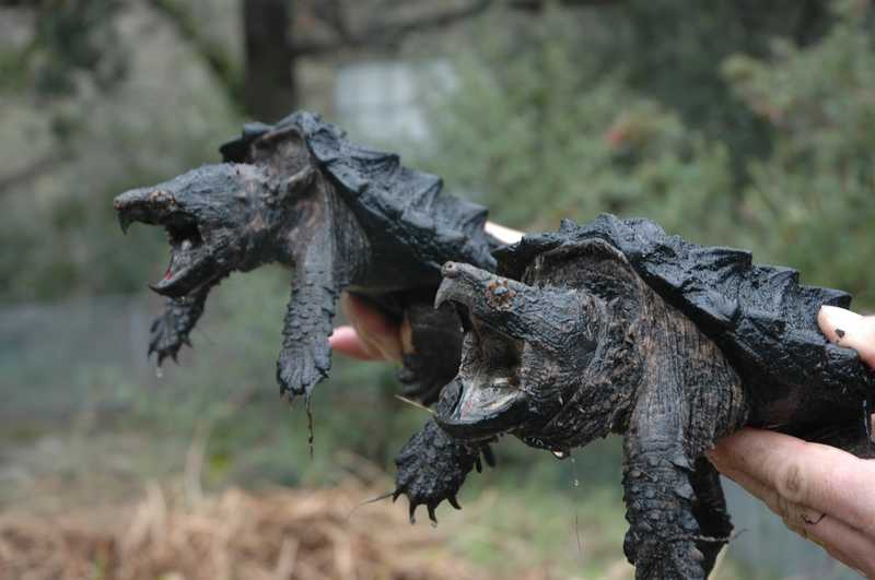 tortue alligator