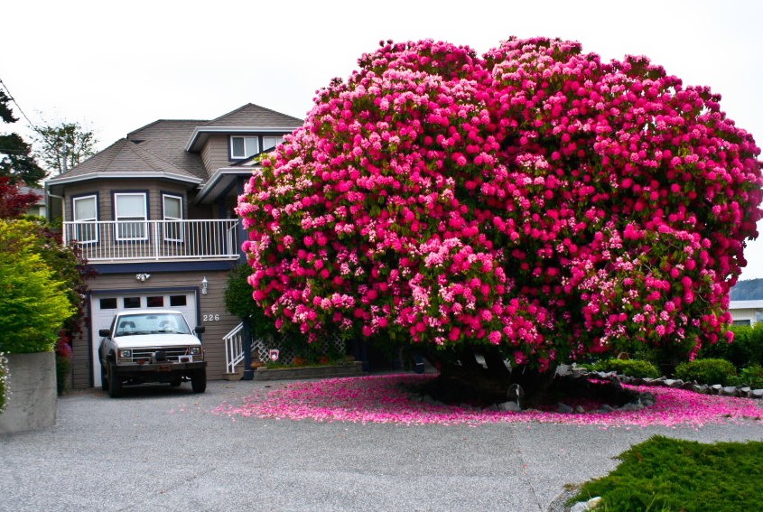 Les plus beaux arbres au monde 