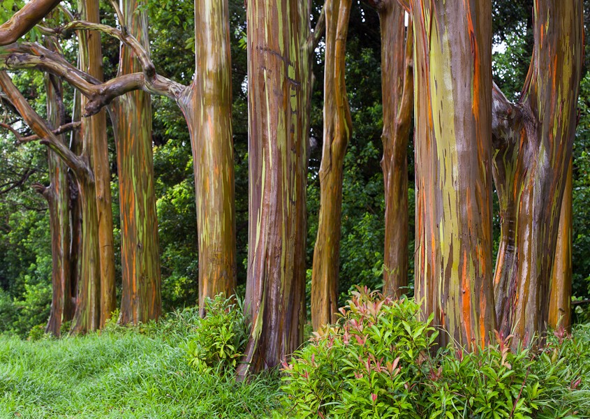 Les plus beaux arbres au monde