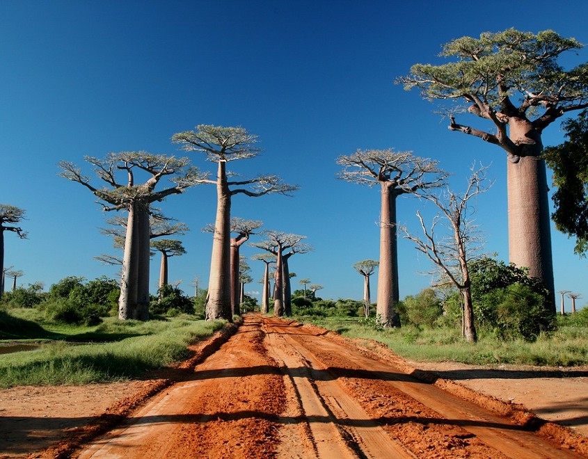 Les plus beaux arbres au monde