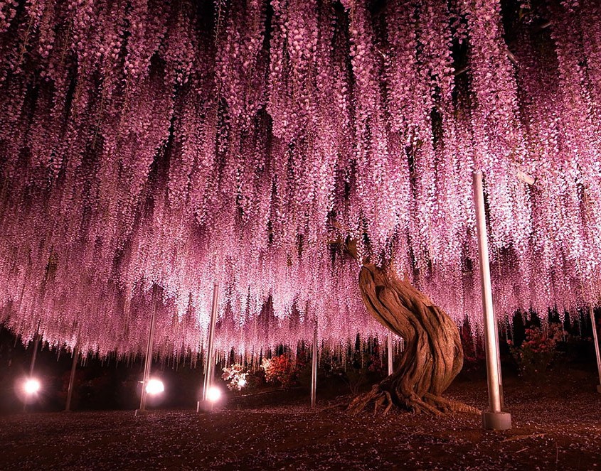 Les plus beaux arbres au monde 