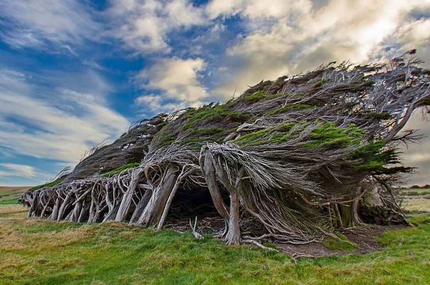 Les plus beaux arbres au monde 