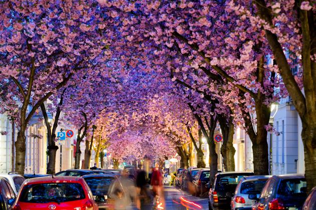 Les plus beaux arbres au monde