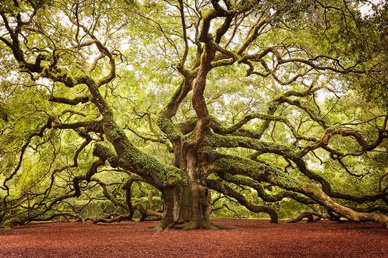 Les plus beaux arbres au monde