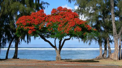 Les plus beaux arbres au monde