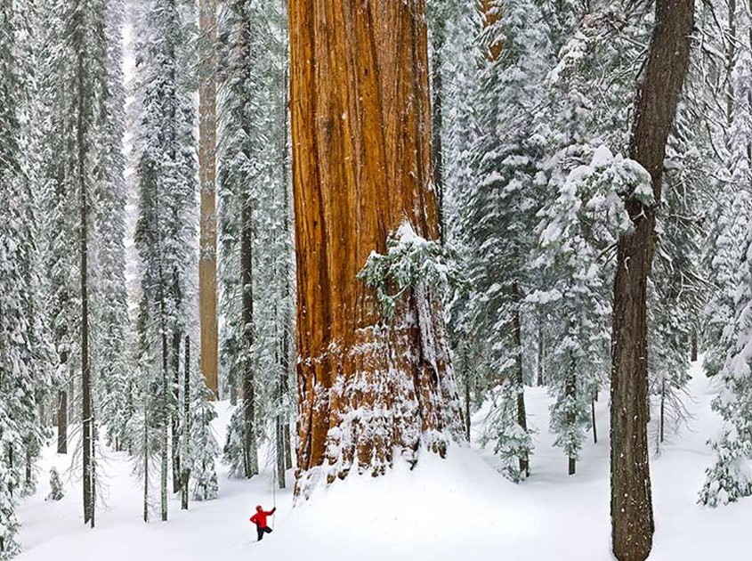 Les plus beaux arbres au monde