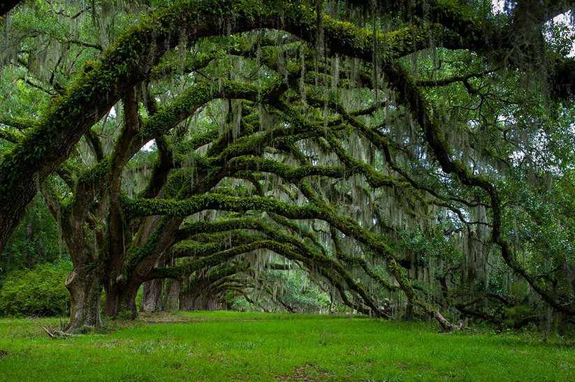 Les plus beaux arbres au monde