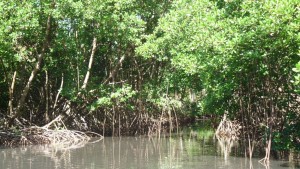 location voiture martinique