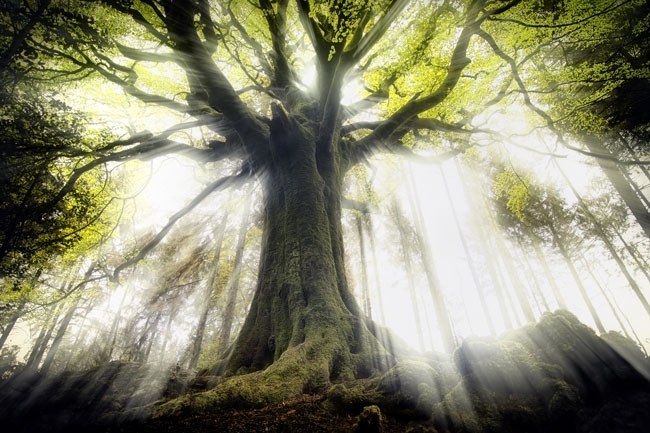 Les plus beaux arbres au monde 