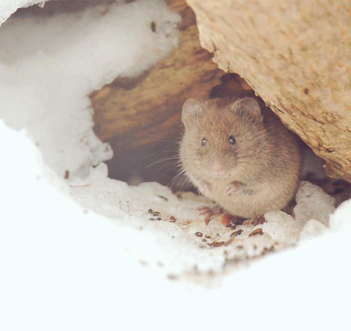Les plus beaux animaux du monde