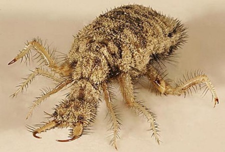 Les insectes rares : Ames sensibles s’abstenir – TravelerCar