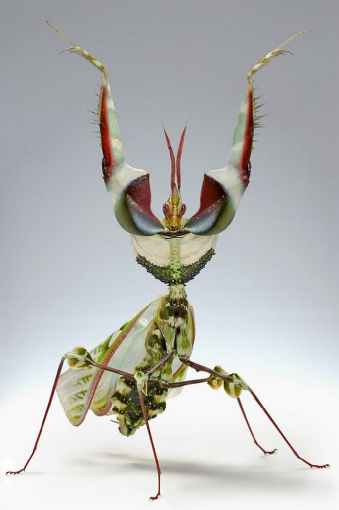 Les insectes rares : Ames sensibles s’abstenir – TravelerCar