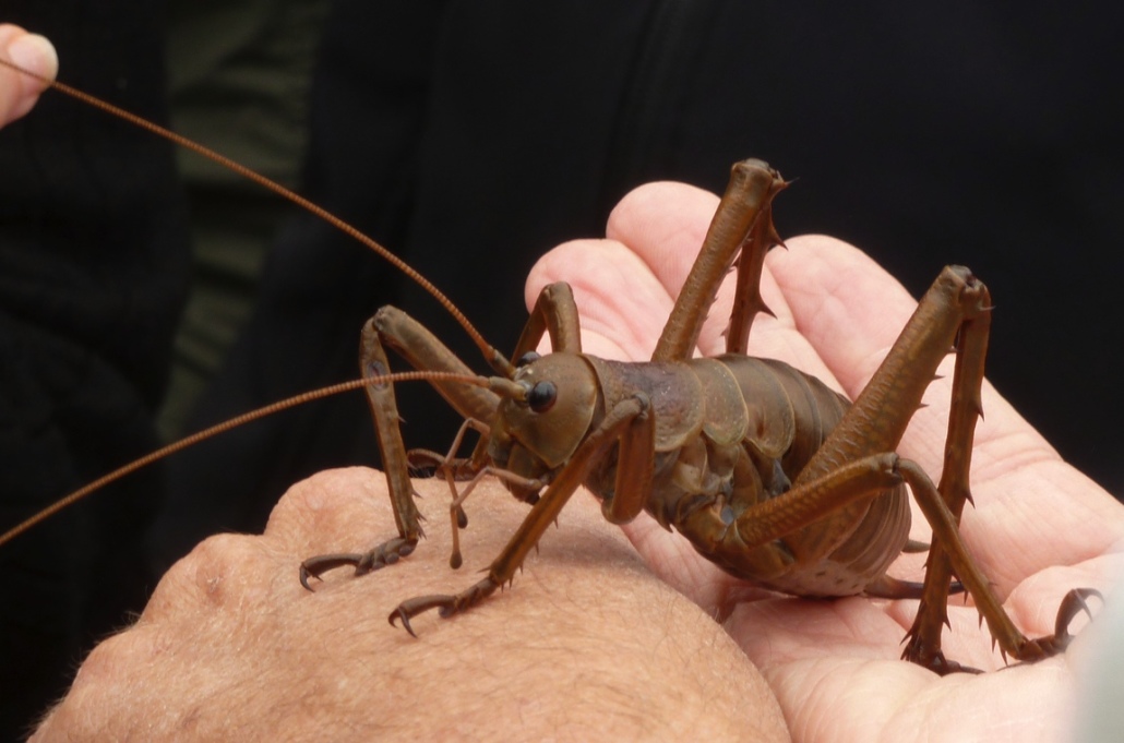 Les insectes rares : Ames sensibles s’abstenir – TravelerCar