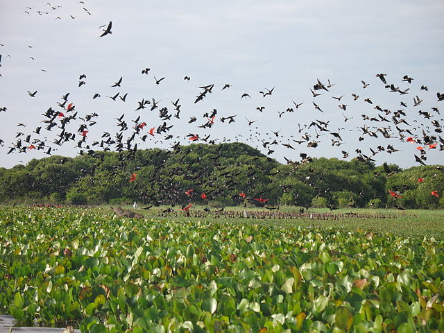  location voiture Venezuela